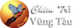 Chim Trĩ Vũng Tàu, chuyên cung cấp chim trĩ giống và thịt