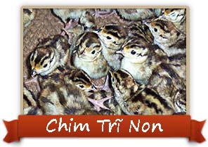 Kỹ thuật chăm sóc chim trĩ non